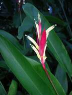 Image de Heliconia psittacorum L. fil.