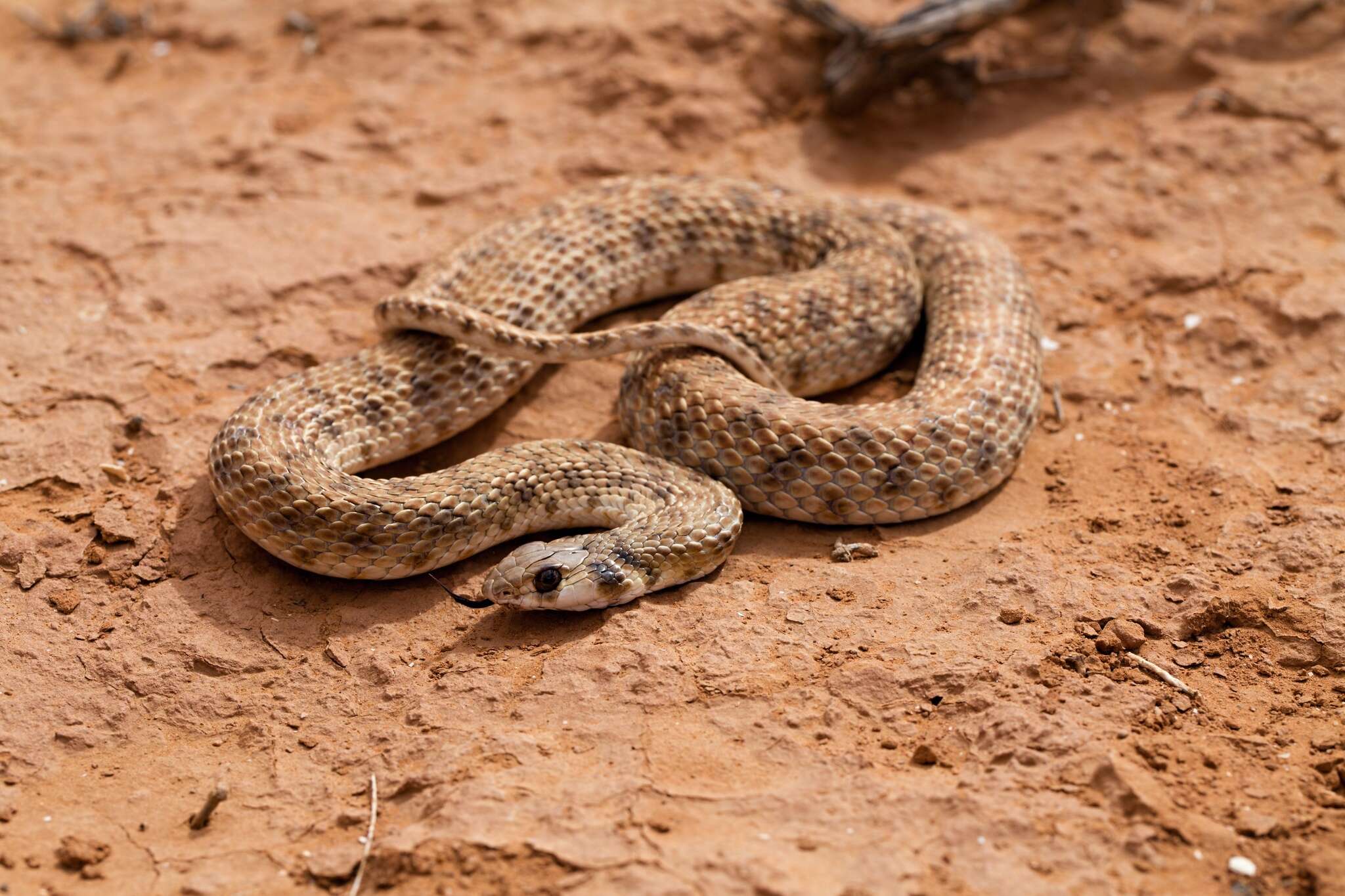 Image of Moila Snake