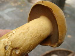 Image of Tylopilus tabacinus (Peck) Singer 1944