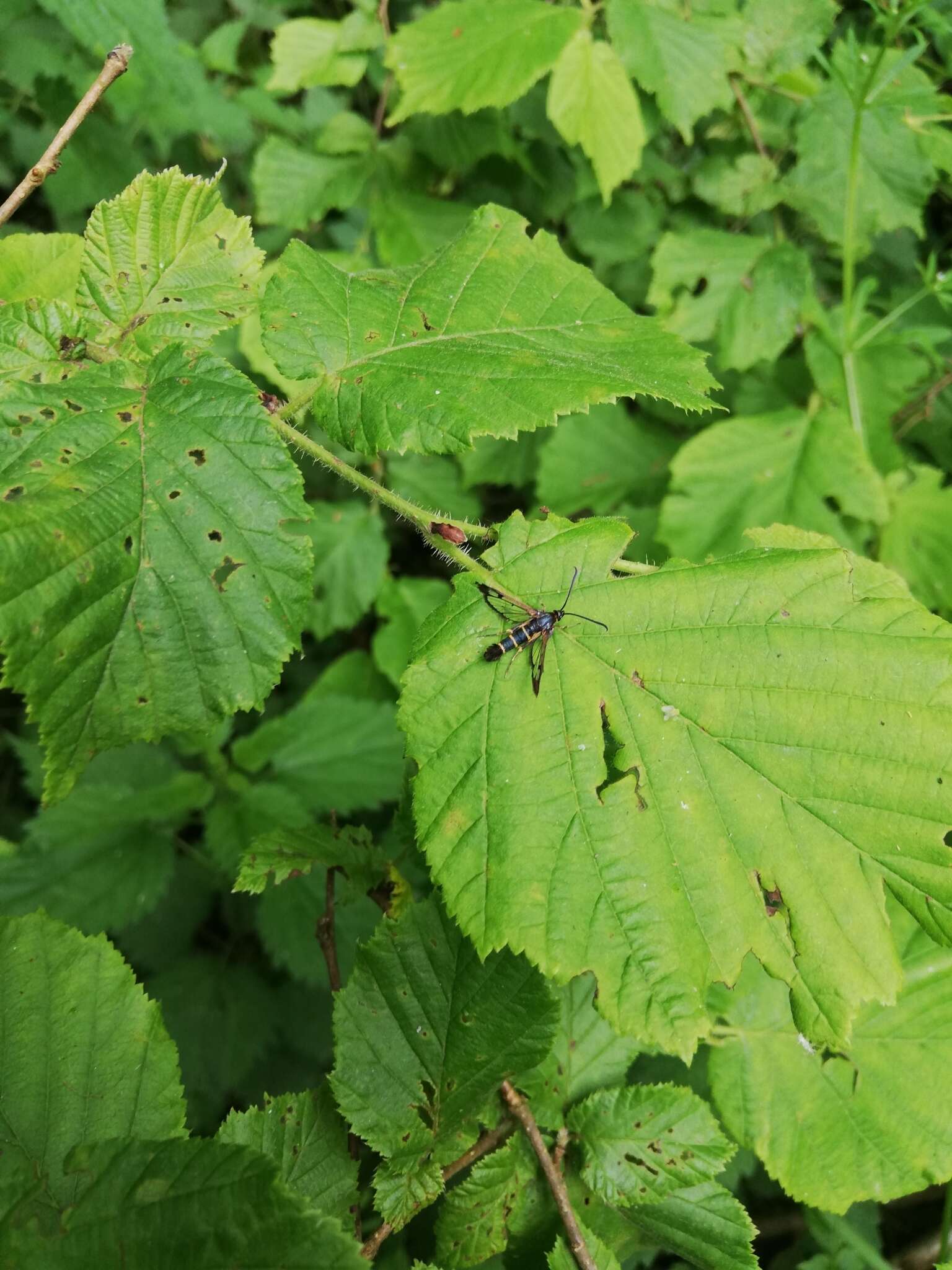 Image of currant and gooseberry borer