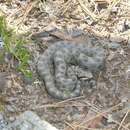Image of Mexican small-headed rattlesnake