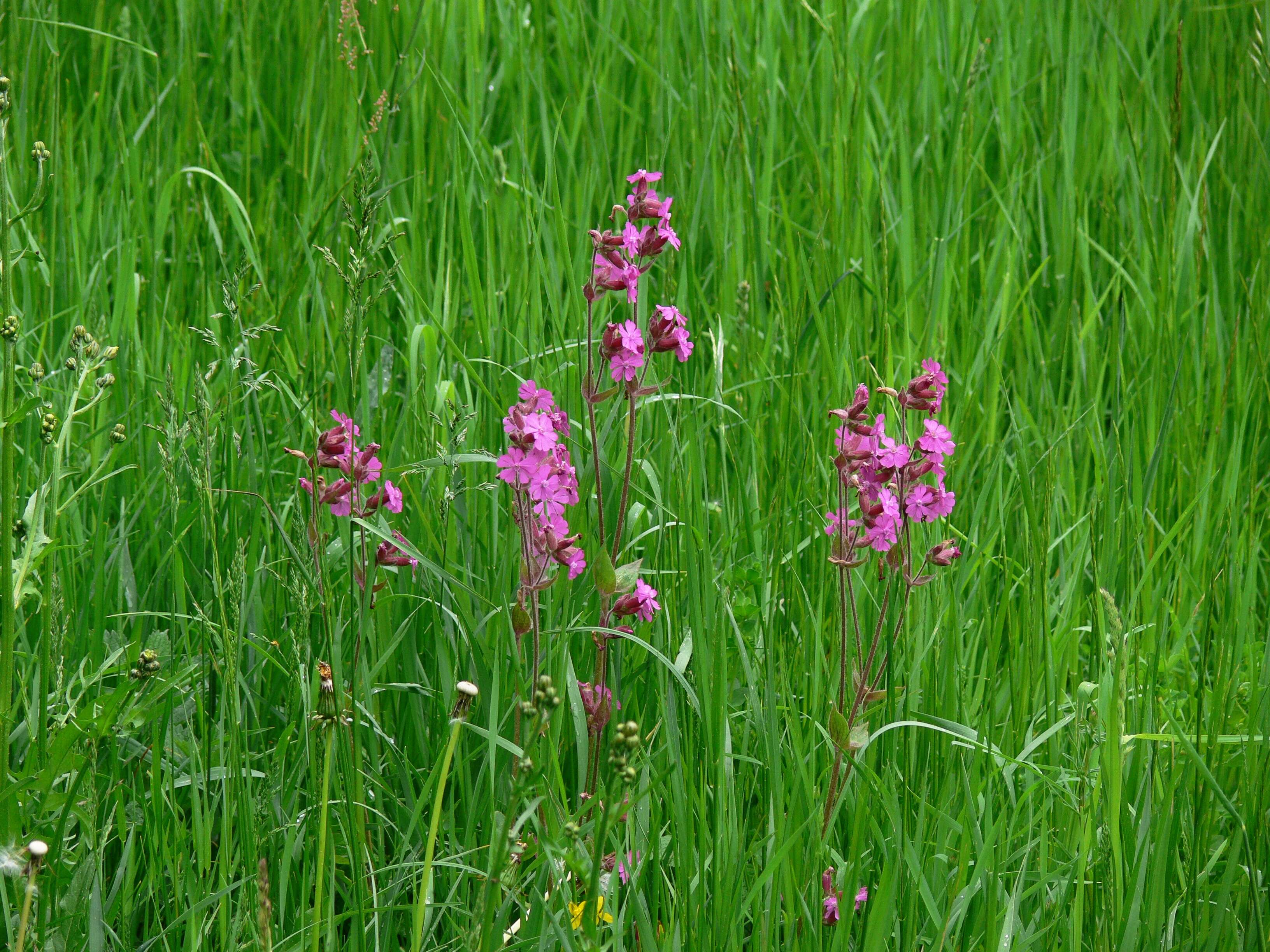 صورة Silene dioica (L.) Clairv.