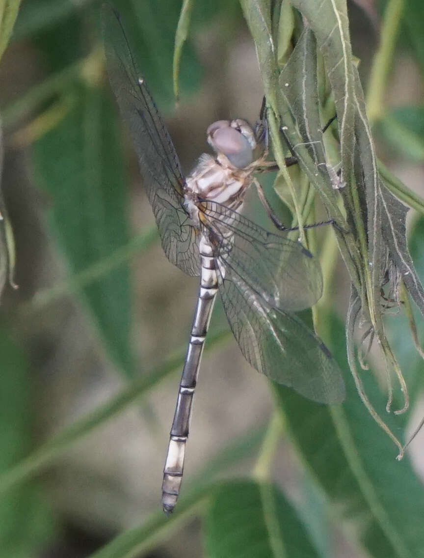 Image of Pale-faced Clubskimmer