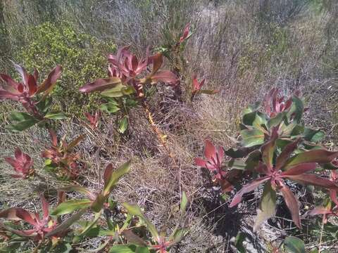 Image of Protea foliosa Rourke