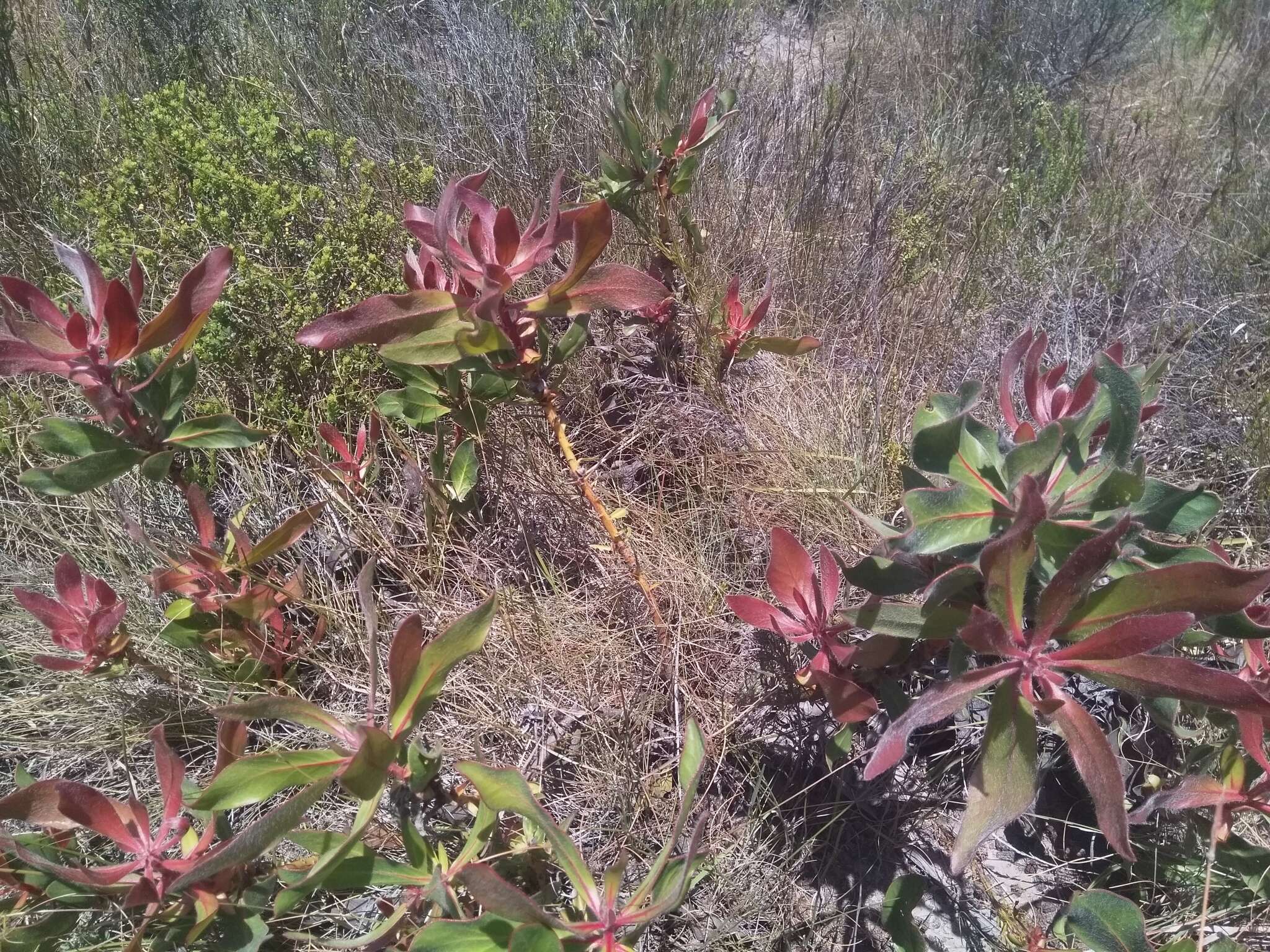 Imagem de Protea foliosa Rourke