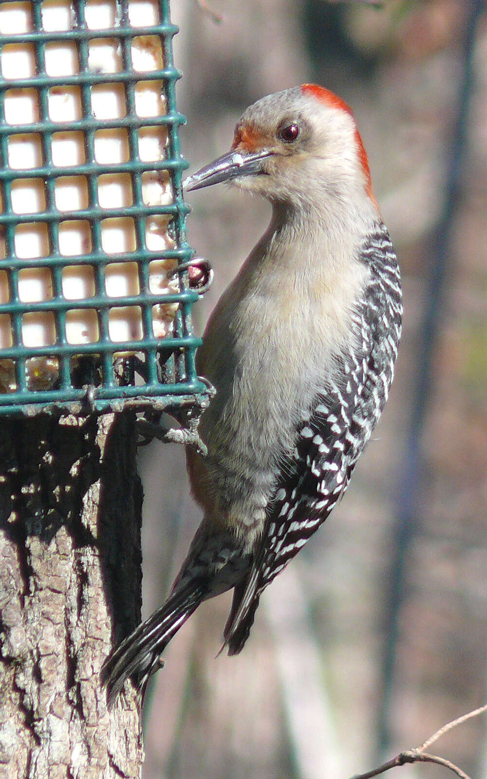 Image of Red-bellied Woodpecker