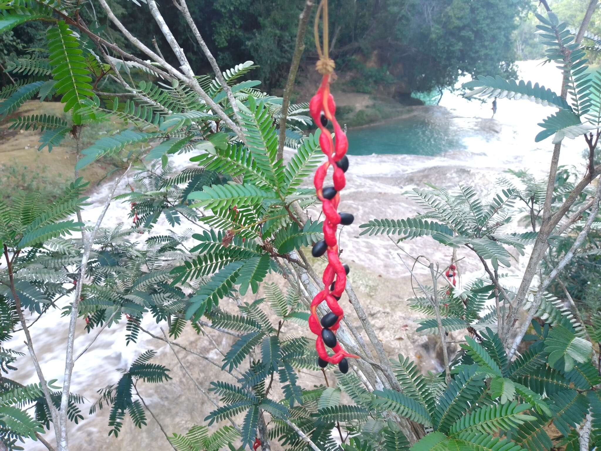 Image of Guadeloupe blackbead