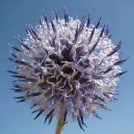 Image of Echinops albicaulis Kar. & Kir.