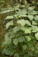 Gymnostachyum latifolium (Dalz.) T. Anders. resmi