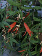 Слика од Begonia boliviensis A. DC.