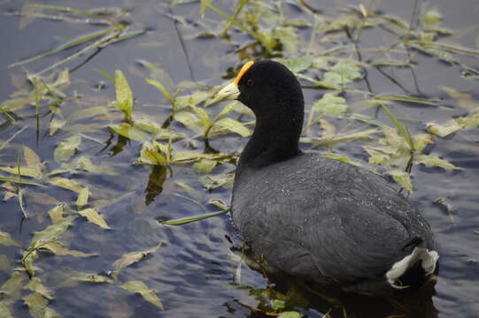 Image of White-winged Coot