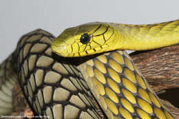 Image of Western Green Mamba