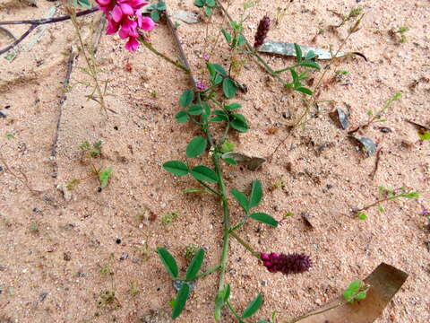 Image of Indigofera amoena Aiton