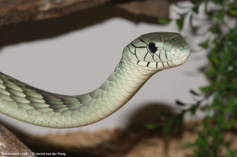 Image of Western Green Mamba