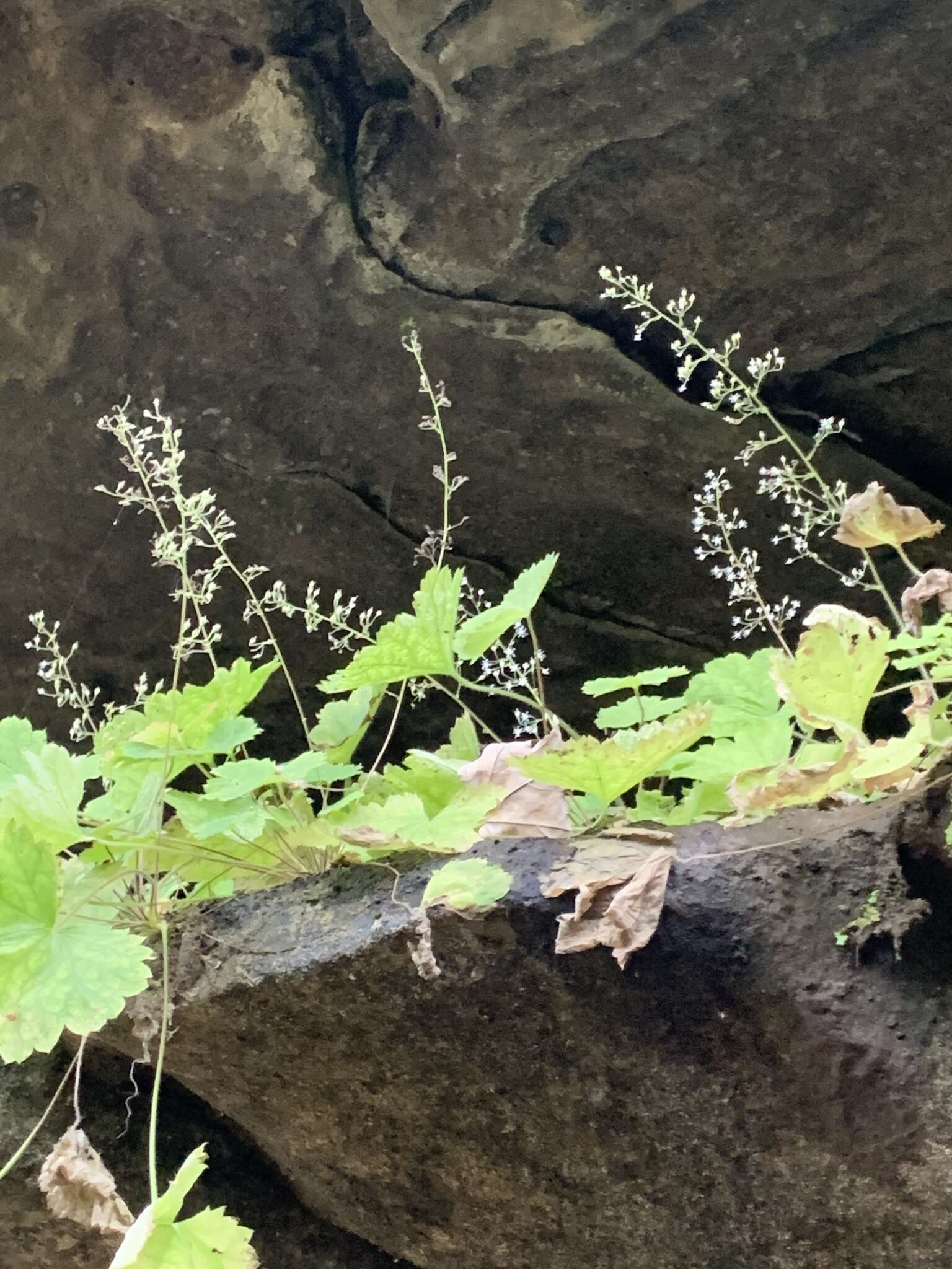 Image of littleleaf alumroot