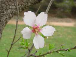 Image of flowering almond