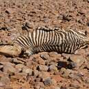 Image of Hartmann's Mountain Zebra