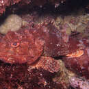 Image of Red scorpionfish