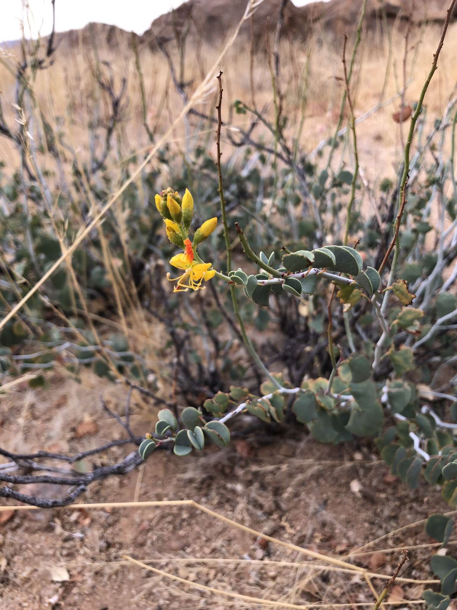 Image of Adenolobus pechuelii subsp. pechuelii