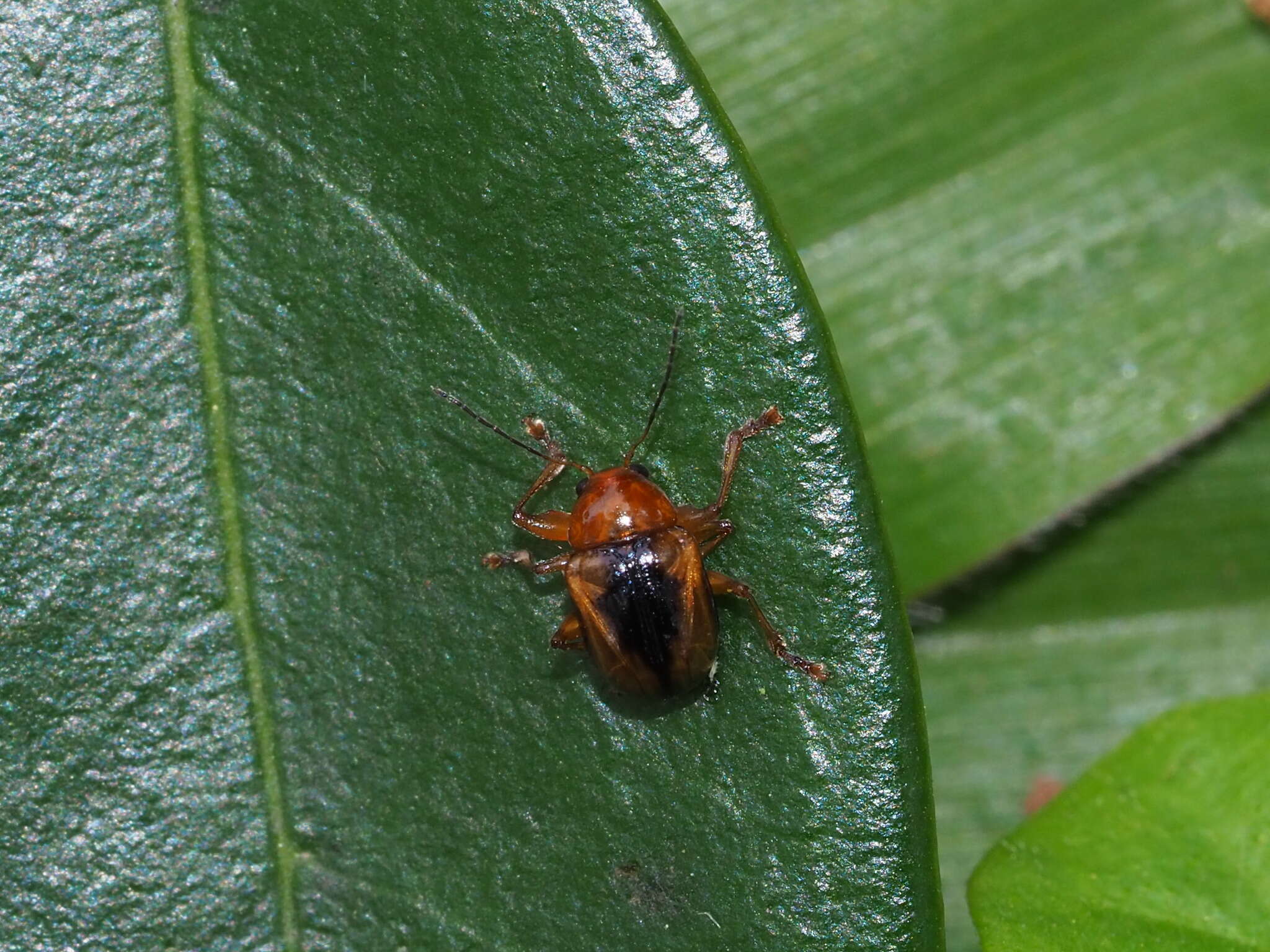 Image of <i>Basilepta davidi</i> (Lefevre 1877)