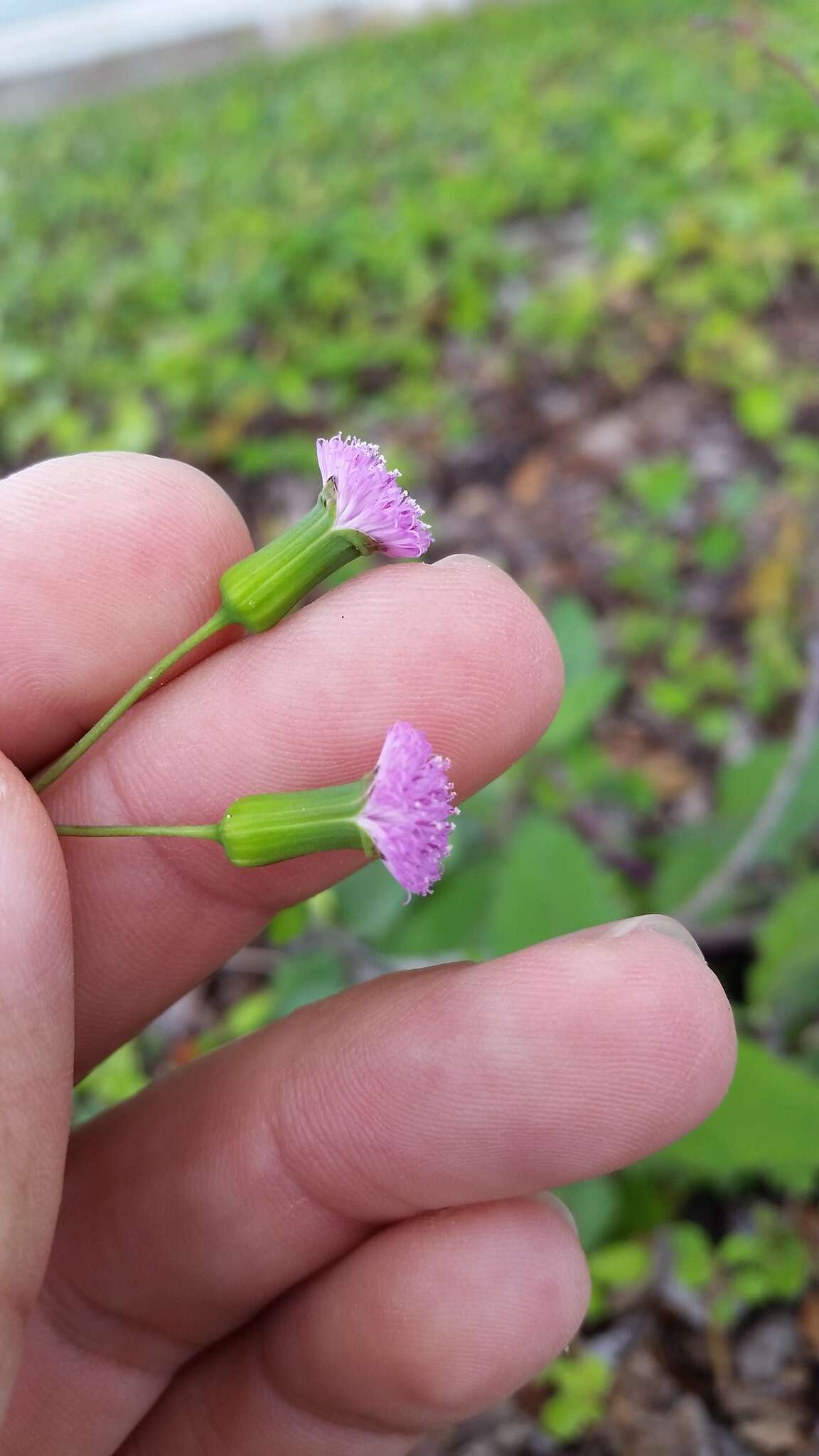 Image of Emilia sonchifolia var. sonchifolia