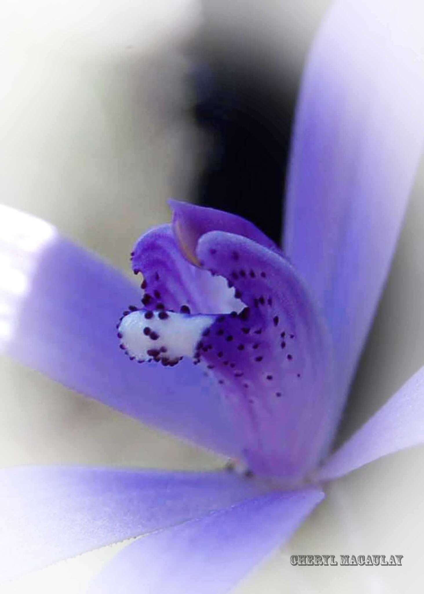 Caladenia sericea Lindl.的圖片