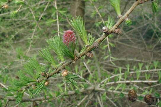 Plancia ëd Larix decidua Mill.