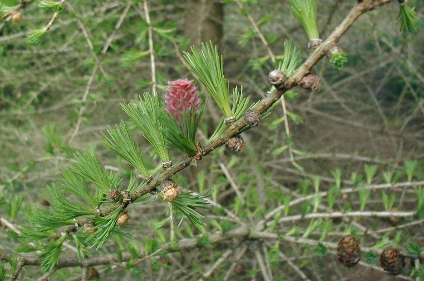 Image of European Larch