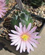 Image of Echinocereus knippelianus Liebm.