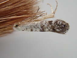 Image of American thuja shoot moth