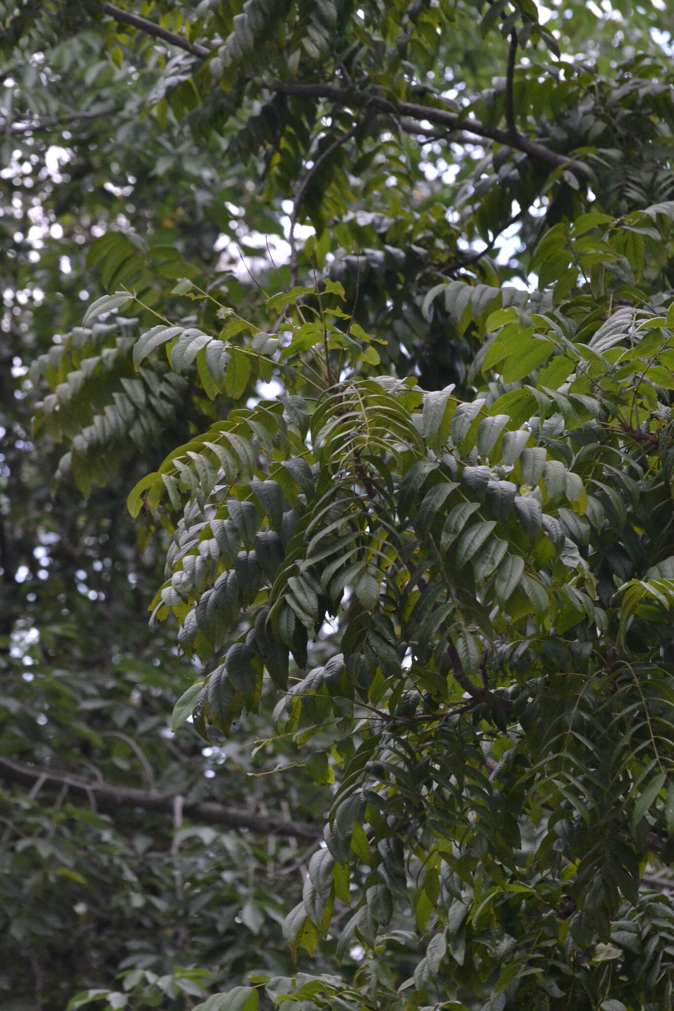 Image of Juglans australis Griseb.