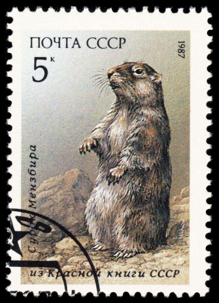 Image of Menzbier's Marmot