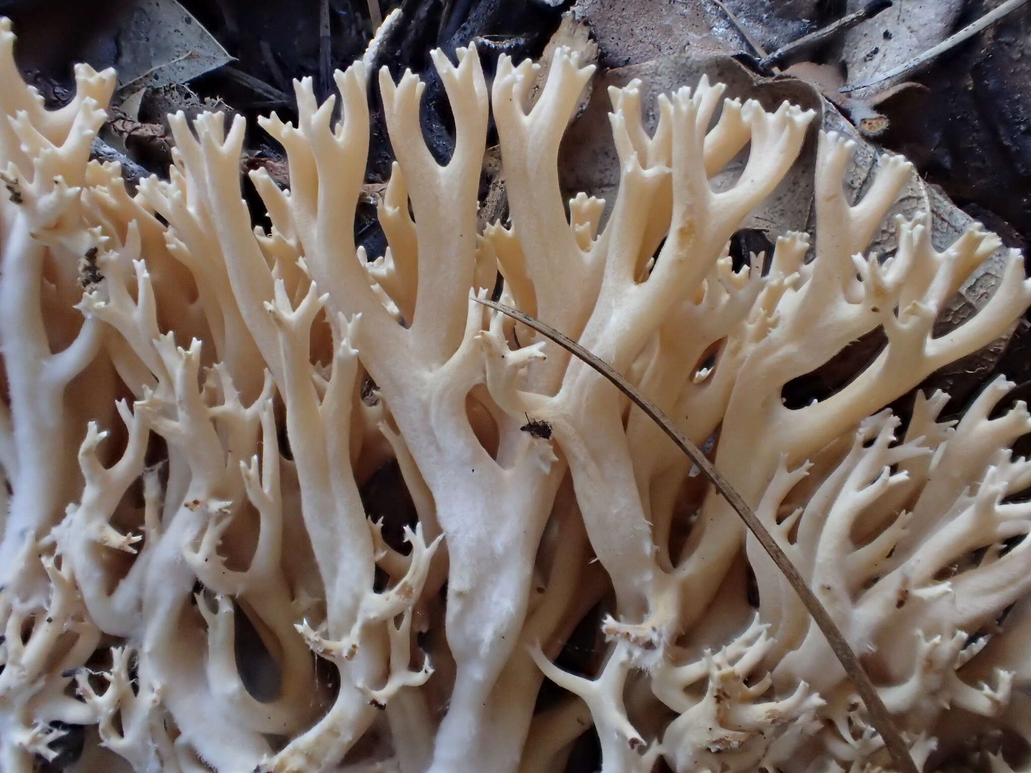 Ramaria pinicola (Burt) Corner 1961 resmi