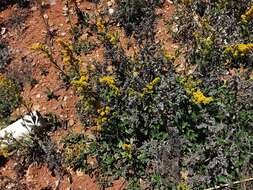 Plancia ëd Solidago hintoniorum G. L. Nesom