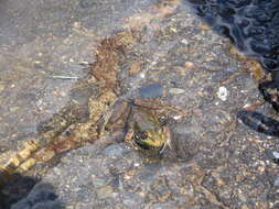 Image of Green Frog