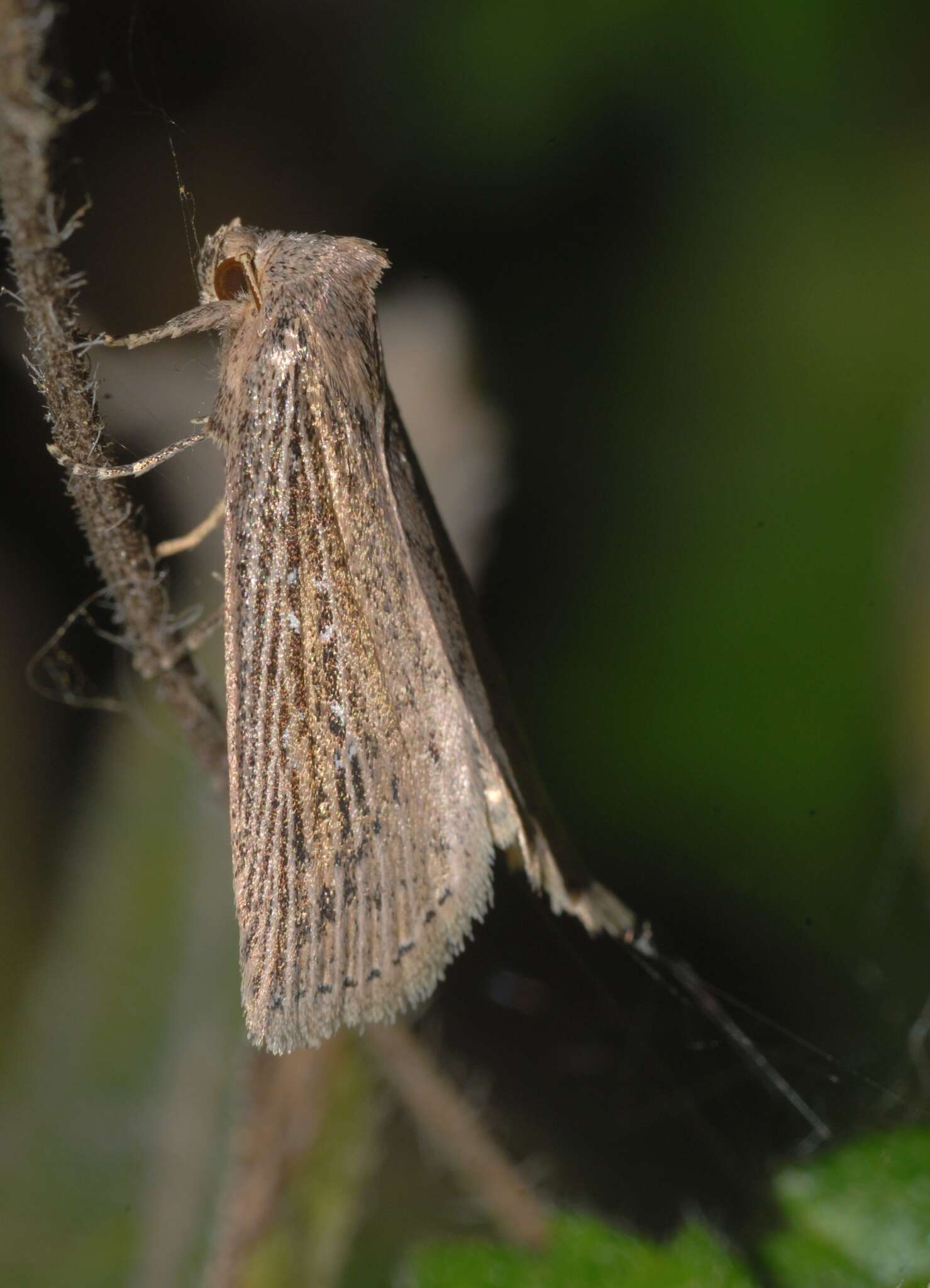 Image of Chilodes maritima Tauscher 1806