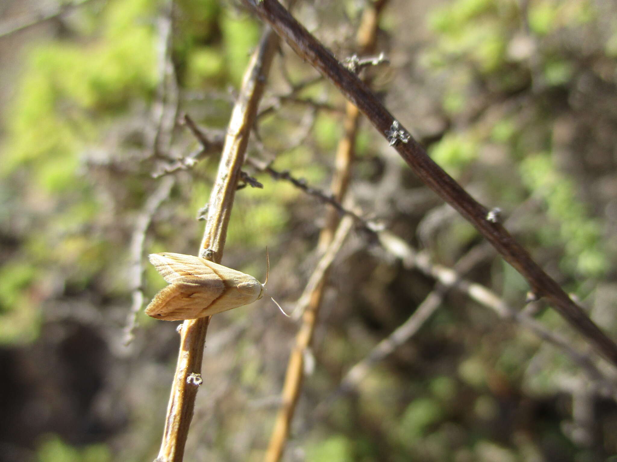 Image of <i>Eublemma cochylioides</i>