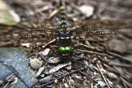 Image of spiketail
