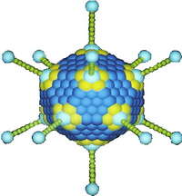 Image of adenovirus