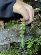 Polystichum thomsonii (Hook. fil.) Bedd.的圖片