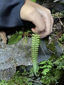 Plancia ëd Polystichum thomsonii (Hook. fil.) Bedd.