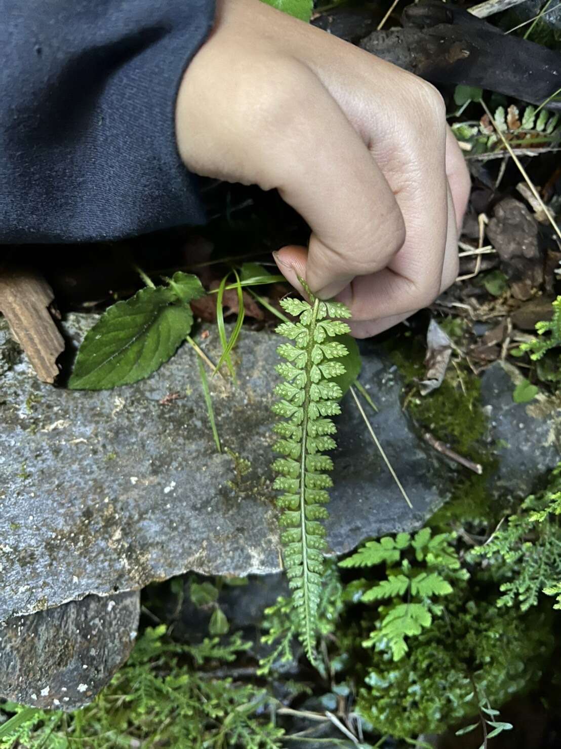 Imagem de Polystichum thomsonii (Hook. fil.) Bedd.