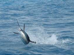 Image of Atlantic sailfish