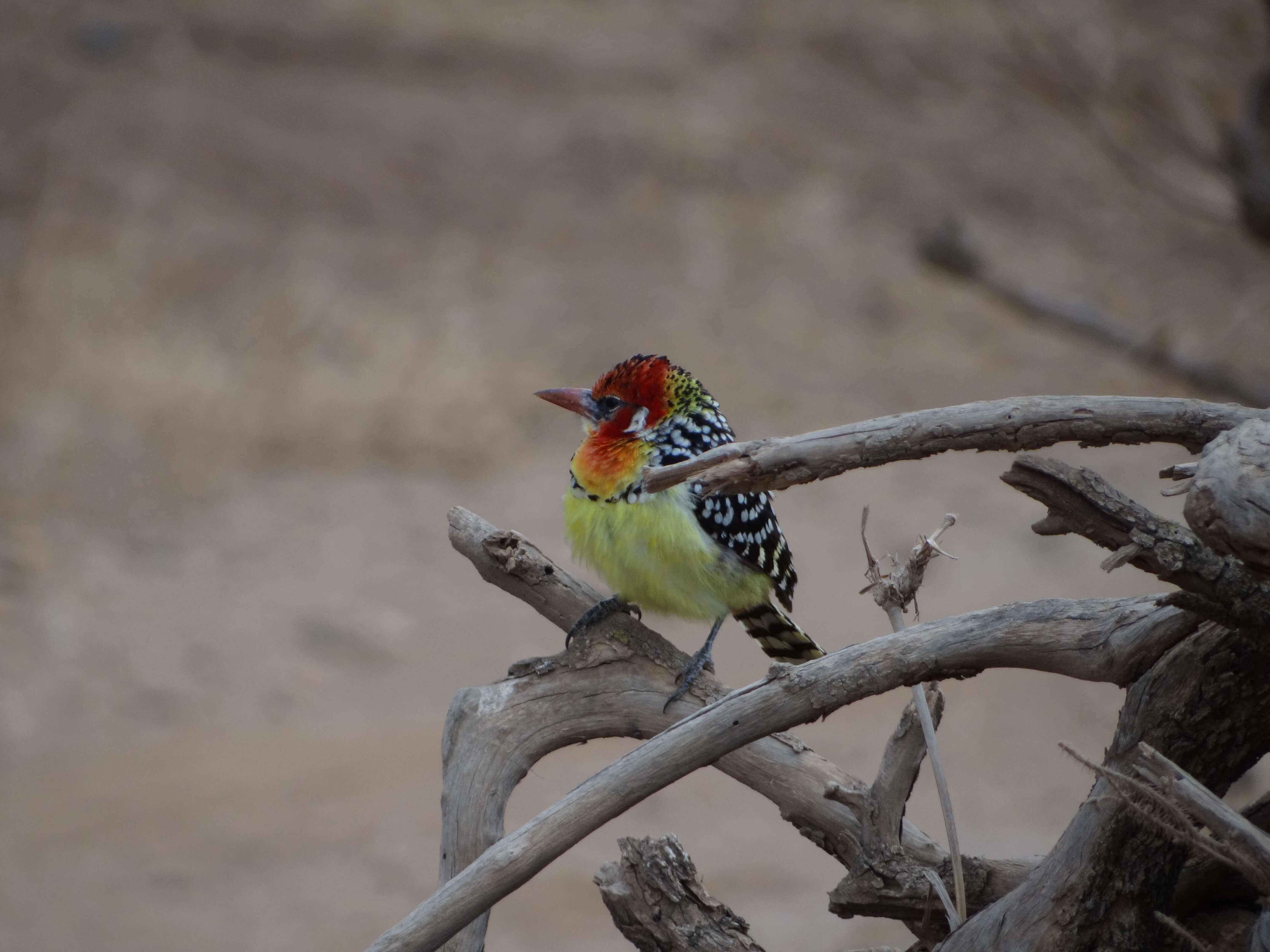 Image of Red-and-yellow Barbet