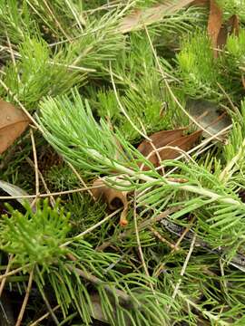 Image of Adenanthos cygnorum subsp. chamaephyton E. C. Nelson