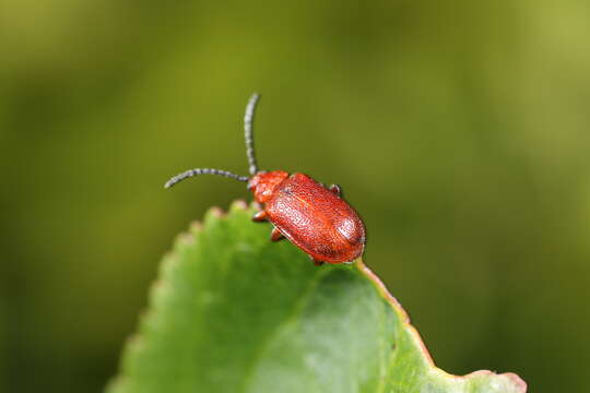 Image de Tricholochmaea cavicollis (J. L. Le Conte 1865)