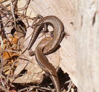 Image of Tasmanian Tree Skink