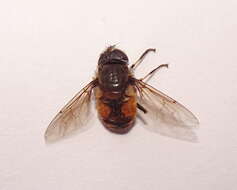 Image of Eristalis bogotensis Macquart 1842