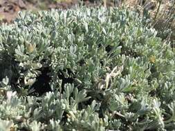 Image of low sagebrush