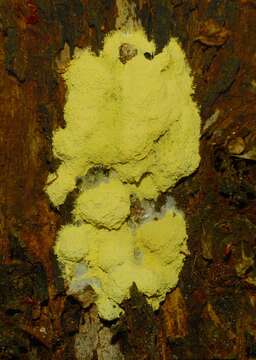 Image of Dog vomit slime mold